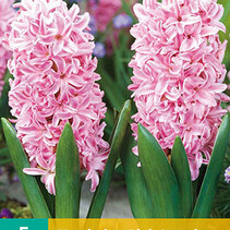 Hyacint Pink Surprise - 5 Bollen
