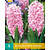 Jub Holland Hyacinth Pink Surprise - 5 Bulbs