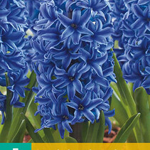 Hyacinth Blue Jacket - 5 Bulbs