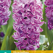 Hyacinth Splendid Cornelia - 5 Bulbs