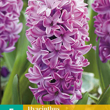 Jub Holland Hyacinth Splendid Cornelia, Purple and Fragrant Flowers, 5 Bulbs