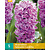 Jub Holland Hyacinth Splendid Cornelia - 5 Bulbs