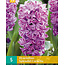 Jub Holland Hyacint Splendid Cornelia, Paars en Geurige Bloemen, 5 Bloembollen