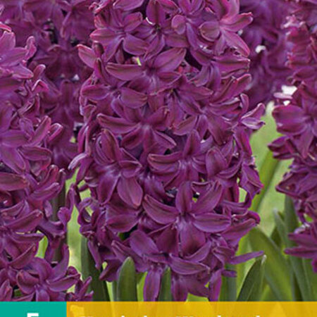 Jub Holland Hyacinth Woodstock, Rich Flowering Red Purple Hyacinth - 5 Bulbs