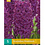 Jub Holland Hyacinth Woodstock, Rich Flowering Red Purple Hyacinth - 5 Bulbs