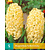 Jub Holland Hyacinth Yellowstone - 5 Bulbs