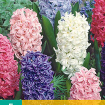 Hyacinth Mix - 5 bulbs