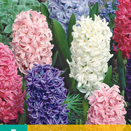 Jub Holland Hyacinth Mix, A Mixture of 5 Colours For Every Garden.