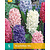 Jub Holland Hyacinth Mix - 5 bulbs