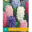 Jub Holland Hyacinth Mix, A Mixture of 5 Colours For Every Garden.