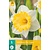 Jub Holland Narcis Las Vegas - 5 Bollen