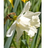 Jub Holland Narcis Mount Hood, Een Vroegbloeiende Witte Trompet Narcis.