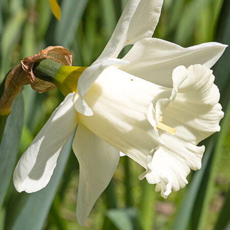 Jub Holland Daffodil Mount Hood, An Early-Flowering White Trumpet Daffodil.