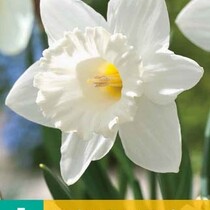 Daffodil - Narcissus Mount Hood - 5 Bulbs