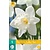 Jub Holland Narcis - Narcissus Mount Hood - 5 Bollen