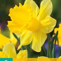 Daffodil - Narcissus Dutch Master - 5 Bulbs