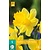 Jub Holland Daffodil - Narcissus Dutch Master - 5 Bulbs