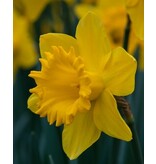 Jub Holland Daffodil Dutch Master is an impressive early-flowering yellow daffodil.