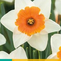 Daffodil - Narcissus Chromacolor - 5 Bulbs