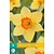 Jub Holland Narcis - Narcissus Red Devon- 5 Bollen