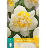 Jub Holland Daffodil Westward - Double Large-flowered White / Yellow Flowers.