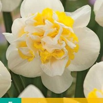 Daffodil - Narcissus Westward - 5 Bulbs
