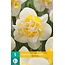 Jub Holland Narcis Westward - Dubbele Grootbloemige Wit / Gele Bloemen.