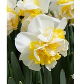 Jub Holland Narcis Westward - Dubbele Grootbloemige Wit / Gele Bloemen.