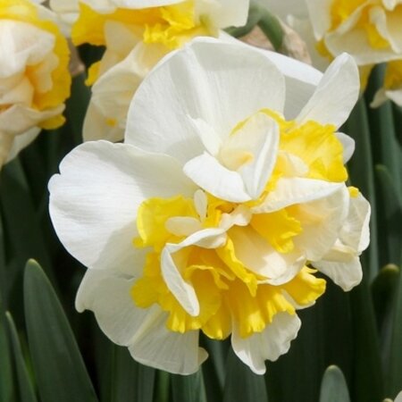 Jub Holland Narcis Westward - Dubbele Grootbloemige Wit / Gele Bloemen.