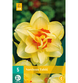 Jub Holland Daffodil Tahiti is a Large-flowered, Double-flowered Yellow Daffodil.