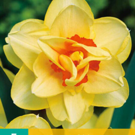 Jub Holland Daffodil Tahiti is a Large-flowered, Double-flowered Yellow Daffodil.