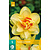 Jub Holland Narcis - Narcissus Tahiti - 5 Bollen