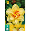 Jub Holland Daffodil Tahiti is a Large-flowered, Double-flowered Yellow Daffodil.