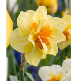 Jub Holland Daffodil Tahiti is a Large-flowered, Double-flowered Yellow Daffodil.