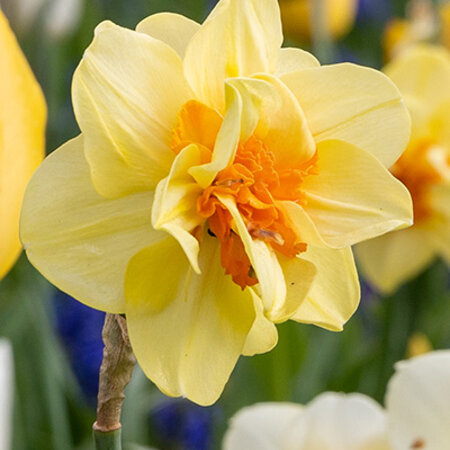 Jub Holland Daffodil Tahiti is a Large-flowered, Double-flowered Yellow Daffodil.