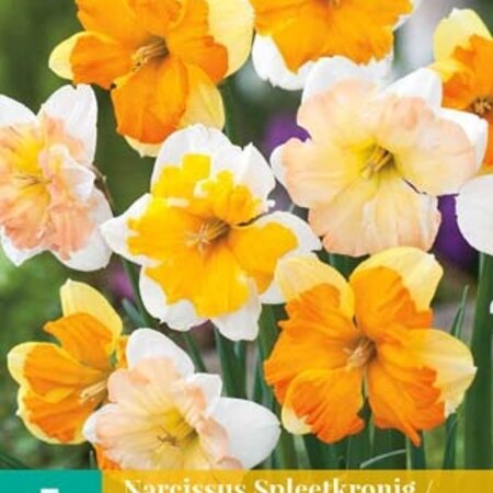Jub Holland Daffodil Butterfly, Special mix of Butterfly-flowered Daffodils