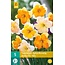 Jub Holland Daffodil Butterfly, Special mix of Butterfly-flowered Daffodils