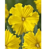 Jub Holland Daffodil Gold Disc deserves a beautiful place in your garde