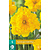 Jub Holland Daffodil - Narcissus Gold Disc - 5 Bulbs