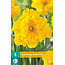 Jub Holland Daffodil Gold Disc deserves a beautiful place in your garde