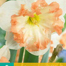 Daffodil - Narcissus Sunny Girlfriend - 5 Bulbs