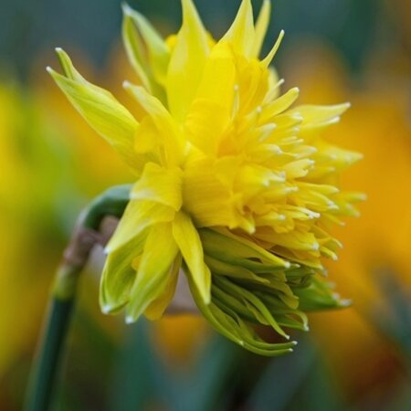 Jub Holland Narcis Rip van Winkle is een lage narcis met puntige gele bloemblaadjes.