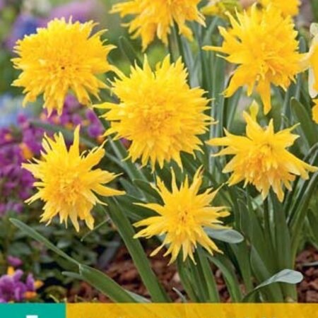 Jub Holland Daffodil Rip by Winkle is a low daffodil with pointed yellow petals.