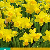 Daffodil - Narcissus Tete a Tete - 5 Bulbs