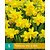 Jub Holland Daffodil - Narcissus Tete a Tete - 5 Bulbs