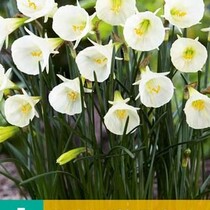 Narcis - Narcissus White Petticoat - 5 Bollen