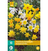 Jub Holland Narcis Botanical Mix, Prachtige Laagbloeiende Narcissen Mix