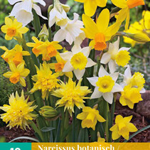 Daffodil - Narcissus Botanical Mix - 10 Bulbs