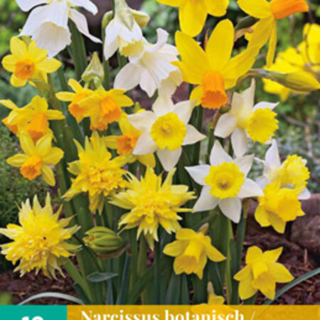 Jub Holland Narcis Botanical Mix, Prachtige Laagbloeiende Narcissen Mix