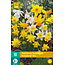 Jub Holland Narcis Botanical Mix, Prachtige Laagbloeiende Narcissen Mix